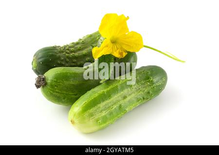 Frische kleine Gurken isoliert auf weißem Hintergrund. Gerade wurden Gurken mit Blumen gesammelt Stockfoto