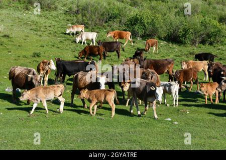 Herde von Kühen auf einer Alm Stockfoto