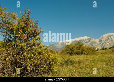 Abruzzen: Hagebuttenpflanze, die spontan auf dem Hochplateau des Passo San Leonardo - Majella wächst Stockfoto