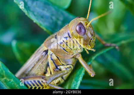 Nahaufnahme einer Kricket auf einem grünen Blatt Stockfoto