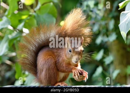 Ein verängstigtes kleines Eichhörnchen hält eine gerissene Walnuss in seinen Pfoten Stockfoto