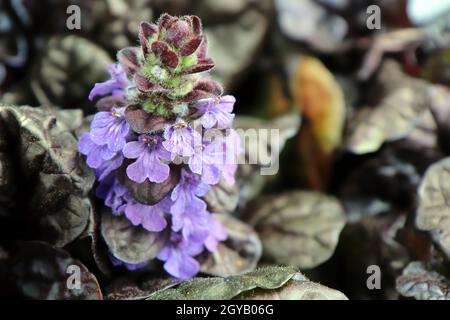 Nahaufnahme der blühenden Ajuga Black Scallop Blumen. Stockfoto