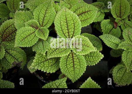 Nahaufnahme vieler pilea-Zimmerpflanzen mit holprigen Blättern. Stockfoto