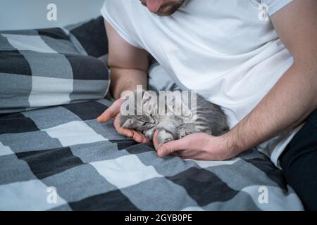 Thema ist Liebe, Pflege und Schutz von Haustieren. Mann, der sich im Bett mit der babygrauen schottischen Katze sonnt. Männliche Umarmungen und Schlaganfälle Katze zu Hause im Schlafzimmer. Kat Stockfoto