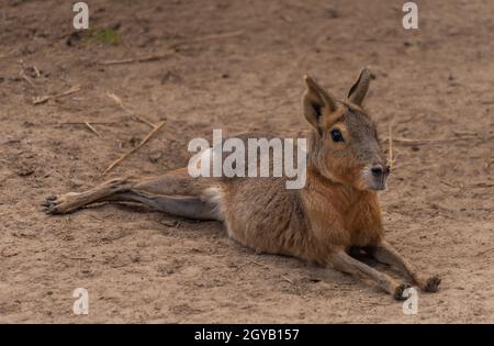 Dolichotis patagonum Jungtier auf trockener Wiese im Sommer heißen Tag Stockfoto