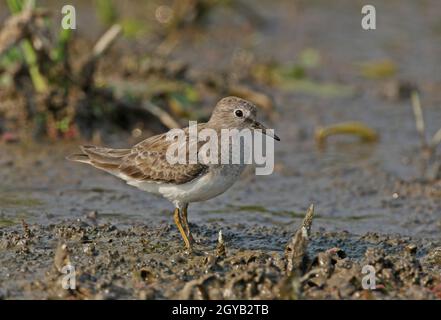 Temmincks Stint (Calidris temminckii)-Erwachsener, der auf Schlamm im Sumpfgebiet Dibru-Saikhowa NP steht. Assam, Indien Februar Stockfoto
