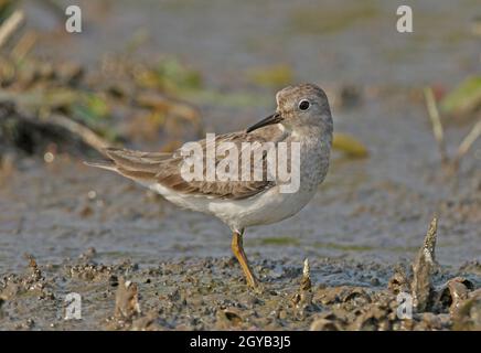 Temmincks Stint (Calidris temminckii)-Erwachsener, der auf Schlamm im Sumpfgebiet Dibru-Saikhowa NP steht. Assam, Indien Februar Stockfoto