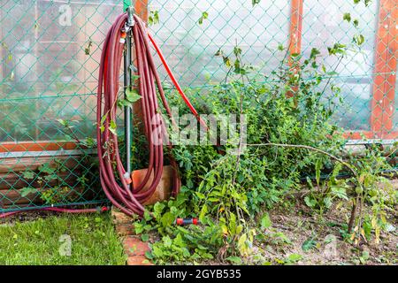 burgunder roter Gartenschlauch, der im Hof in der Nähe von Kettengliederzäunen im überwucherten Garten vom Kran hängt. Stockfoto