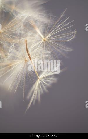 Riesiges Dunkelrot-Samenmakro auf pastellfarbenem Hintergrund Stockfoto
