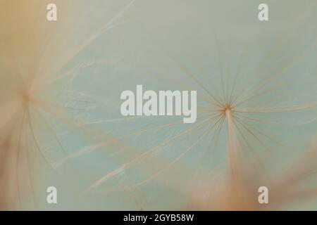 Riesiges Dunkelrot-Samenmakro auf pastellfarbenem Hintergrund Stockfoto