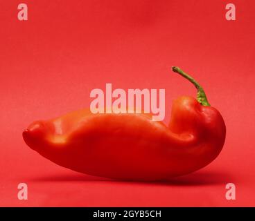 Gebogene rote, spitz zulaufende Paprika auf rotem Hintergrund, gesundes Essen Stockfoto