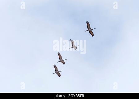 Ein Flug von Sandhill Cranes, der in der Nähe des Platte River bei Kearney, Nebraska, vorbeifährt Stockfoto