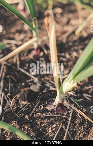 Rote Zwiebeln wachsen in einem Bio-Vorstadtküchengarten. Stockfoto