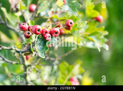 Leuchtend rote Weißdornbeeren oder Hagebutten, die im Herbst am Busch (Crataegus monogyna) wachsen Stockfoto