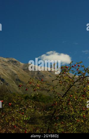 Abruzzen: Hagebuttenpflanze, die spontan auf dem Hochplateau des Passo San Leonardo - Majella wächst Stockfoto