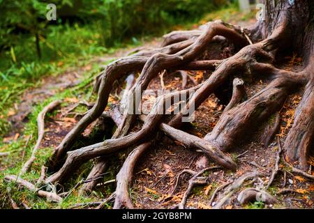 Verflochten Baumwurzeln auf einem Waldboden Stockfoto