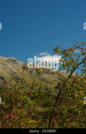 Abruzzen: Hagebuttenpflanze, die spontan auf dem Hochplateau des Passo San Leonardo - Majella wächst Stockfoto