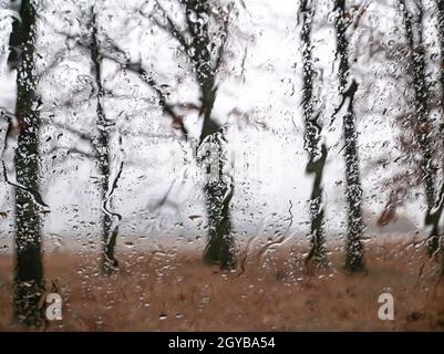 Blick durch das nasse Fenster auf den Bäumen bei regnerischem Herbstwetter. Klima. Hintergrundbild. Regentropfen. Stockfoto