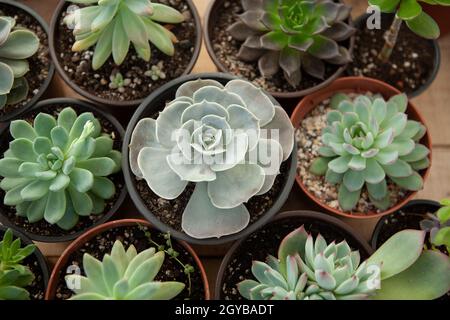 Sukkulenten-Rosetten in Töpfen, Draufsicht. Zusammensetzung von bunten Sorten von echeveria und Sedum Pflanzen. Hochwertige Fotos Stockfoto