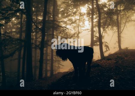 Silhouette eines schwarzen Hundes im nebligen Wald. Stockfoto