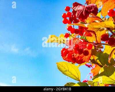 Rotes Viburnum gegen den blauen Himmel im Herbst. Erntet die Früchte des roten Viburnums. Rotes Herbstlaub. Blauer Himmel. Ethnoscience. Herbstsaison. Natura Stockfoto