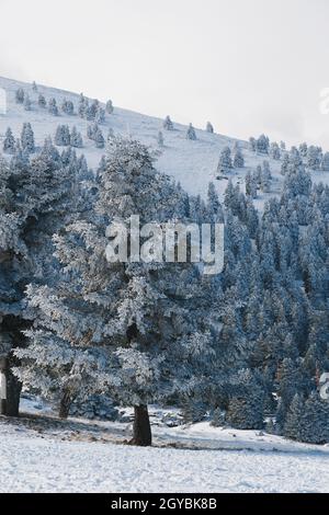 Riesige wunderschöne Tanne im Schnee. Winter ruhige Berglandschaft. Herrliche Aussicht auf die schneebedeckten Berge mit schönen Tannen am Hang Stockfoto