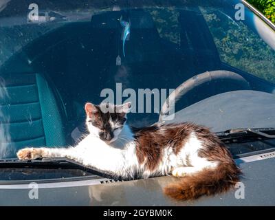 Die Katze liegt auf der Motorhaube des Autos. Kätzchen. Schwarz und Weiß. Eine Familie von Katzen. Predator. Tiergesicht. Ein Auto. Mit dem Auto. Reise. Hintergrund Stockfoto