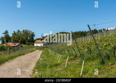 Kleine Kapelle im Weinberg, St. Gallus Kapelle, Kanton Thurgau, Schweiz Stockfoto