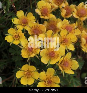 Gelbe Potentilla wächst hoch oben in den Schweizer Alpen. Gesehen in der Nähe von Pizol, St. Gallen. Stockfoto