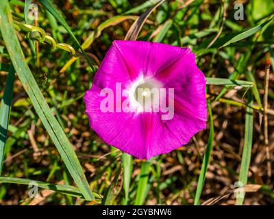 Wilde Blume rosa Glocke auf einem Hintergrund von grünem Gras. Blühende Wiesenblumen. Blumenzucht. Sommersaison. Hintergrundbild. Ort für Ihren Text. Bot Stockfoto