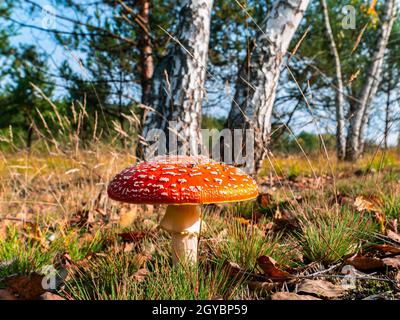 Ungenießbare Pilz rote Fliege agaric in der Nähe von Birke. Wald giftige Pilz rote Fliege agaric. Waldernte. Myzel. Weiße Birken. Grünes Gras Stockfoto