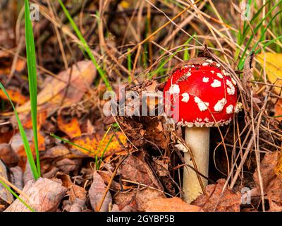 Ungenießbare Pilz rote Fliege agaric wächst im Wald. Giftiger Pilz rote Fliege agarisch. Waldernte. Myzel. Grünes Gras. Natürlicher Rückstand Stockfoto