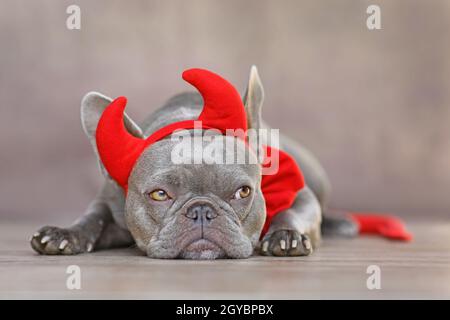 Französischer Bulldogge Hund mit roten Teufelshörnern, Schwanz und Fliege Halloween Kostüm vor grauem Hintergrund Stockfoto