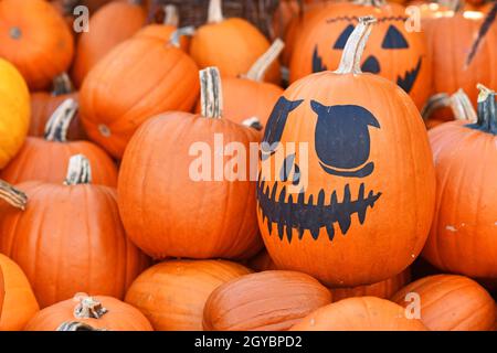 Großer orangefarbener Halloween Kürbis mit bemaltem Jack O Laterne Gesicht Stockfoto