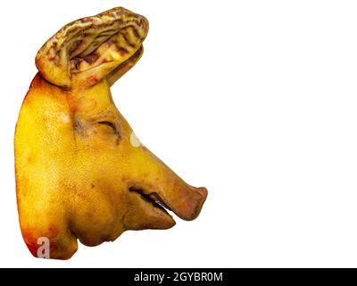 Schweinefleischkopf auf weißem Hintergrund. Schweinsschnauze. Schweinsschnitzel. Metzger. Vitrine eines Metzgerladens. Nutztiere. Bauernhof. Weißer Hintergrund. viehzucht Stockfoto