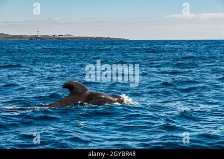 Kurzflossentrümpelwal (Globicephala macrorhynchus), vor der Insel Teneriffa, Kanarische Inseln. Stockfoto