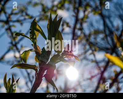 Sonnenstrahlen, die durch die Blätter eines Baumzweiges leuchten. Sonnenlicht. Frühlingsprossen aus Baumblättern. Blau und Himmel. Natürlicher Hintergrund. Streulicht. Frühlingsmeer Stockfoto