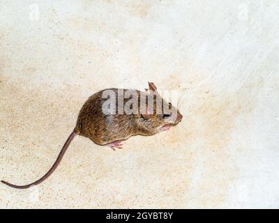 Mus musculus Tier Nagetier Säugetier Maus. Nagetiere im Haushalt. Ernte die Maus. Tierschwanz. Mus musculus. Stockfoto