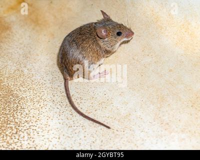 Mus musculus Tier Nagetier Säugetier Maus. Nagetiere im Haushalt. Ernte die Maus. Tierschwanz. Mus musculus. Stockfoto