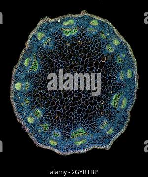 Typische Dicotyledon-Pflanzenstammstruktur, TS-gefärbter Abschnitt. Stockfoto