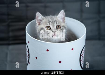 Lustige graue schottische gerade Kätzchen spielt springen und sieht aus Geschenkbox mit Herz auf Sofa zu Hause. Lustige Baby Katze tabby verwöhnt mit Geschenk-Verpackung Stockfoto