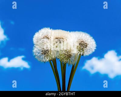 Weiße, flauschige Dandelion blüht am blauen Himmel. Die Samen der Dandelionblüte. Taraxacum officinale. Blauer Himmel. Weiße Klaue. Natürlicher Hintergrund. Spring se Stockfoto