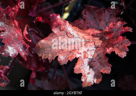 Nahaufnahme der burgandischen Blätter auf einer korallenen Glockenpflanze. Stockfoto