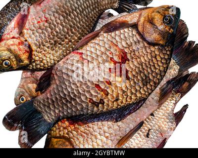 Süßwasserfische Karauschen auf weißem Hintergrund. Fisch Karauschen. Angelfang. Trophäe des Fischers. Fischfutter. Weißer Hintergrund. Karpfenfamilie. Stockfoto