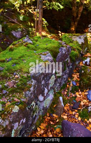 Moos und Flechten bedeckter Fels mit kleinen Kieselsteinen auf ihm in einem Wald übersät mit heruntergefallenen Blättern Stockfoto