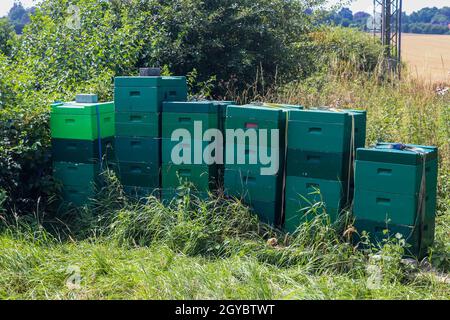 Viele Bienenboxen auf einem Feld in nordeuropa Stockfoto