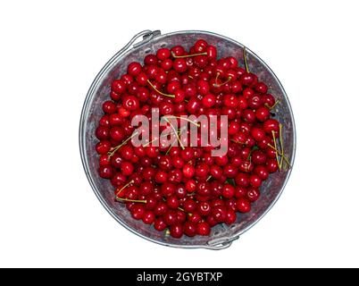 Erntet rote Kirschen in einem eisernen Eimer. Die Früchte des Rotweins. Gartenernte. Eiserner Eimer. Agrargeschäft. Isoliert auf weißem Hintergrund. Orga Stockfoto