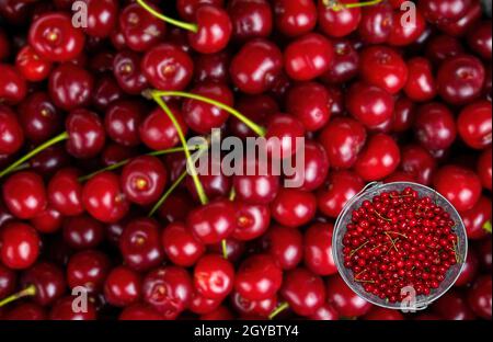 Erntet rote Kirschen in einem eisernen Eimer. Rotwein Früchte. Ernte den Garten. Eiserner Eimer. Agrargeschäft. Bio-Bauernhof. Gartenarbeit. Vorlage für Stockfoto