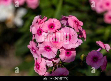 Blühender Zweig der rosa Phlox im Garten Stockfoto