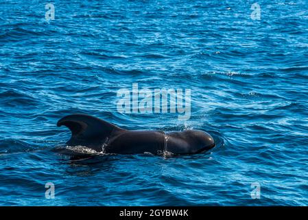 Kurzflossentrümpelwal (Globicephala macrorhynchus), vor der Insel Teneriffa, Kanarische Inseln. Stockfoto